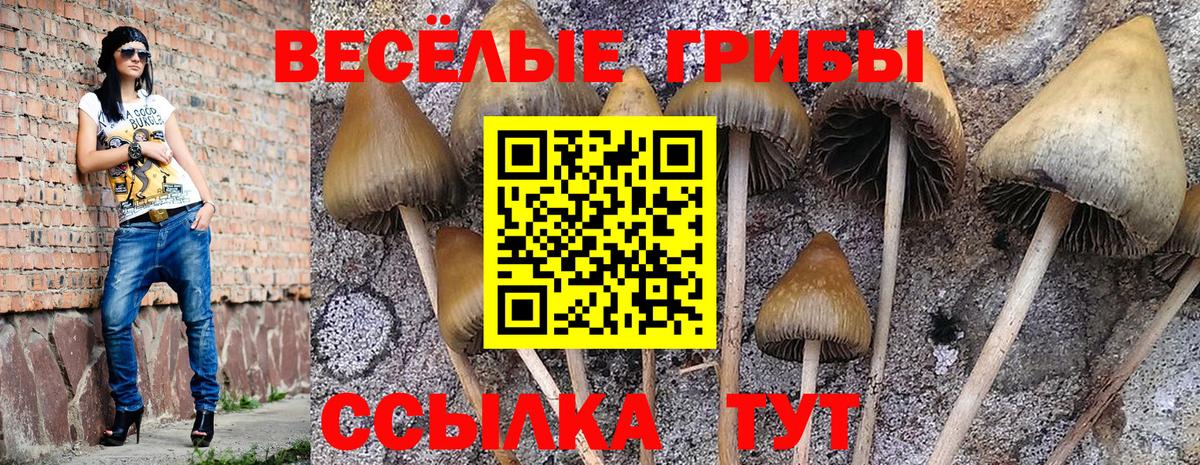 Галлюциногенные грибы Psilocybe Северск